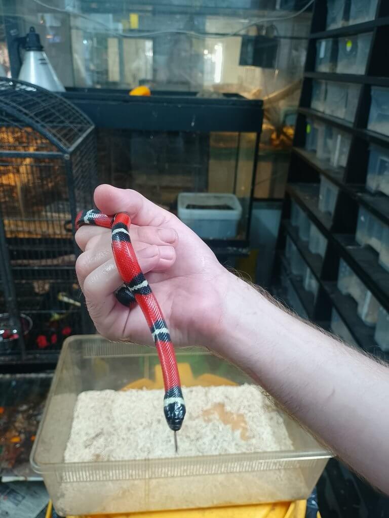 למה הכי כדאי לגדל נחש בבית החיות