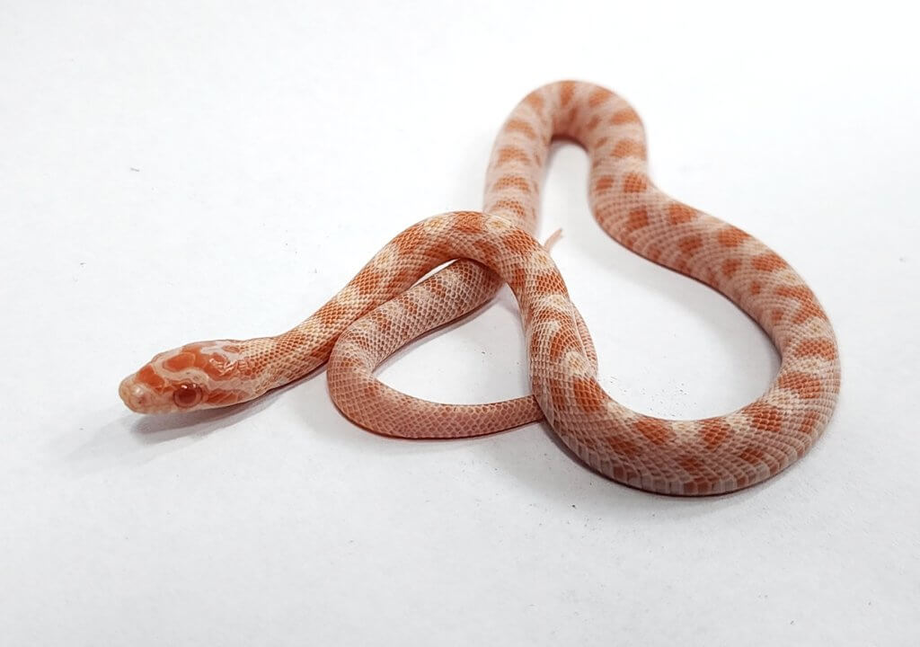 למה הכי כדאי לגדל נחש בבית החיות