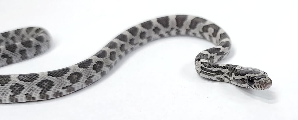 למה הכי כדאי לגדל נחש בבית החיות