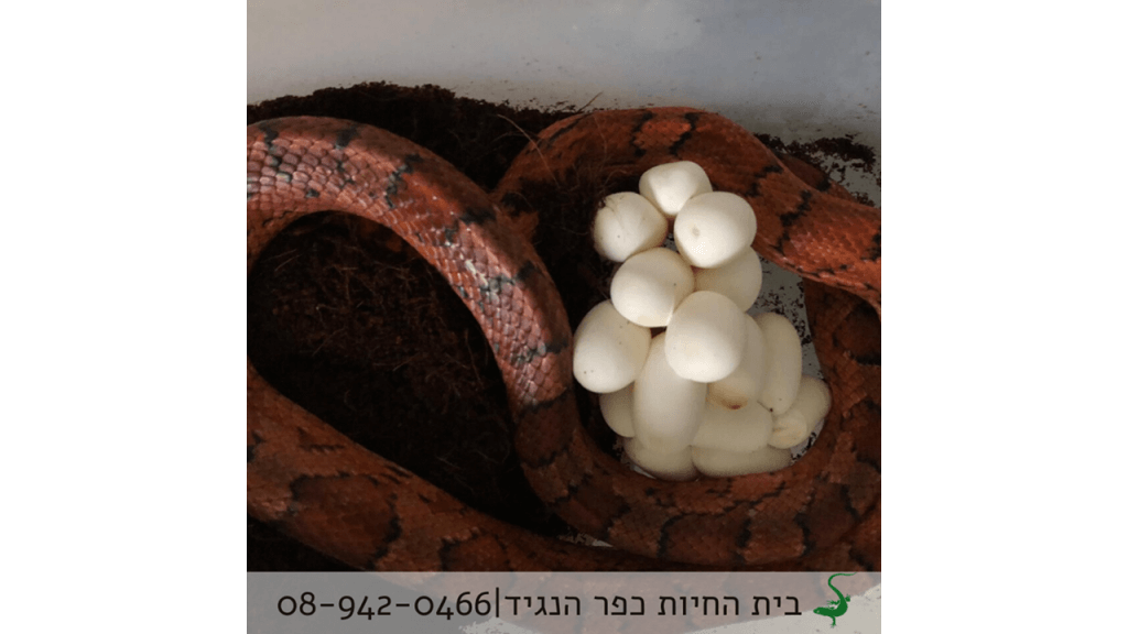 למה הכי כדאי לגדל נחש בבית החיות?