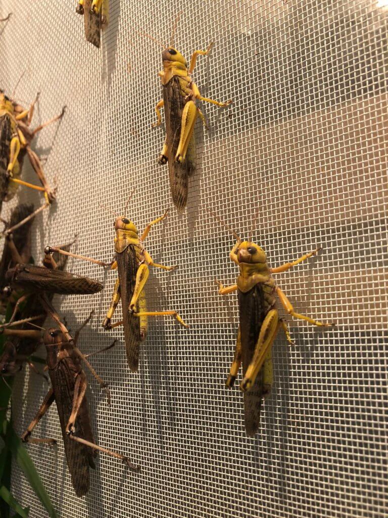 חרקי האכלה צרצרים