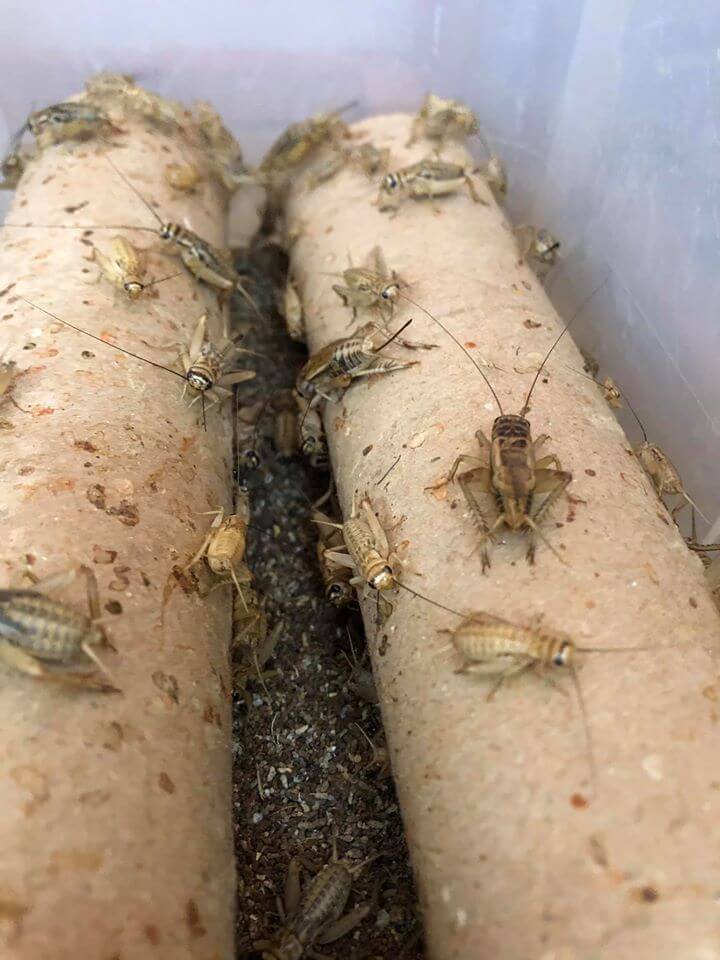 חרקי האכלה בית החיות צרצרים