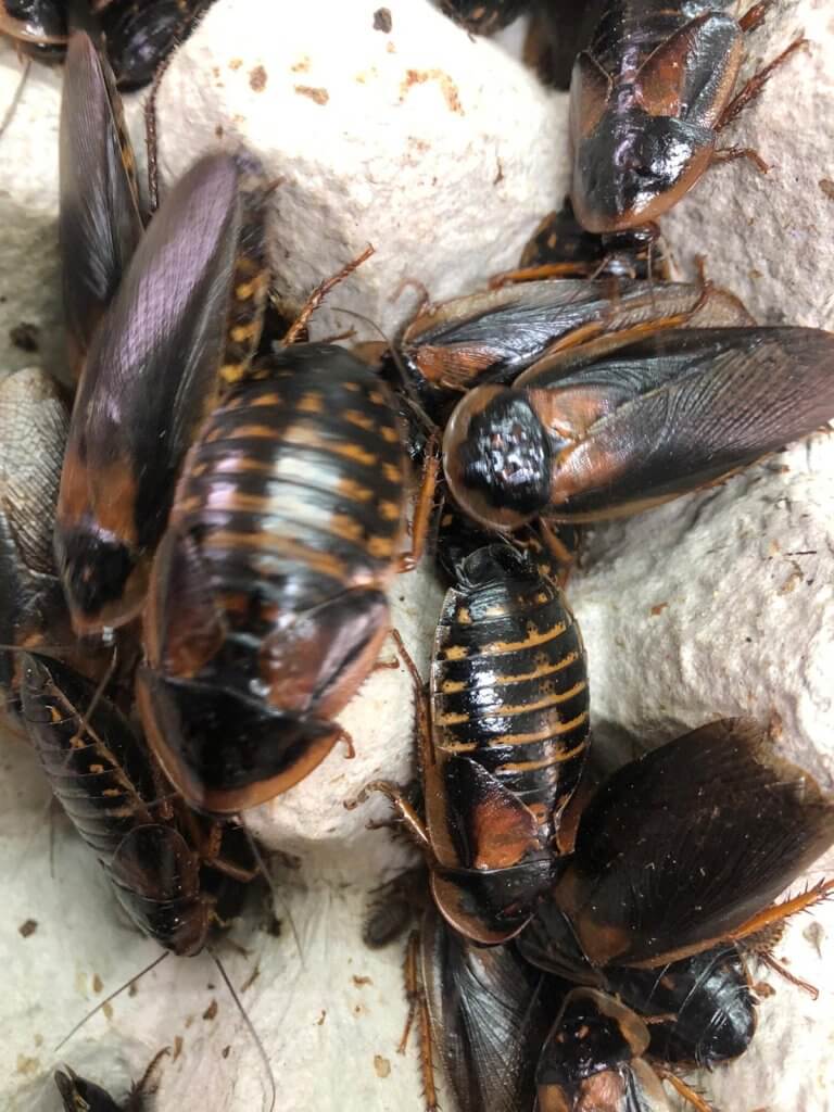 חרקי האכלה נמצדים