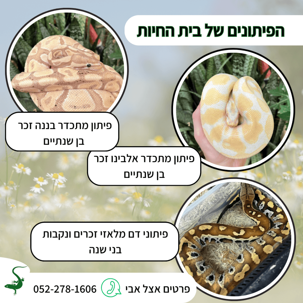 איפה כדאי לקנות נחש בישראל