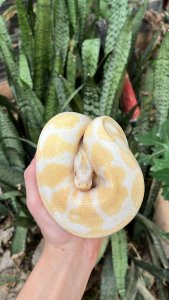 פיתון בורמזי