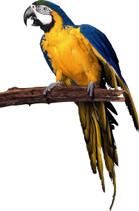 parrot_PNG729xs